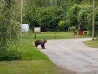 Тверские медведи устроили переполох в Эстонии - ТИА