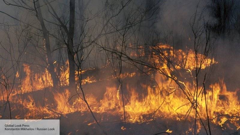 Спасатели смогли в пять раз замедлить лесные пожары на Дальнем Востоке и в Сибири
