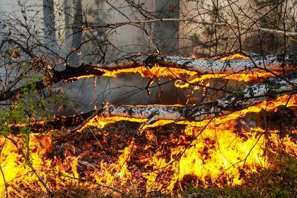 Подсчитаны потери России от лесных пожаров в 2018 году