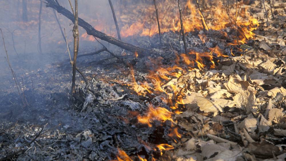 Военный летчик раскрыл эффективный метод тушения лесных пожаров. Особая роль у второго самолета