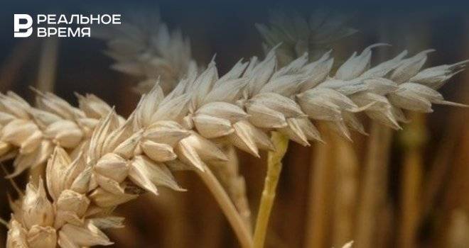 Аграрии Татарстана спрогнозировали рост цен на зерно — видео
