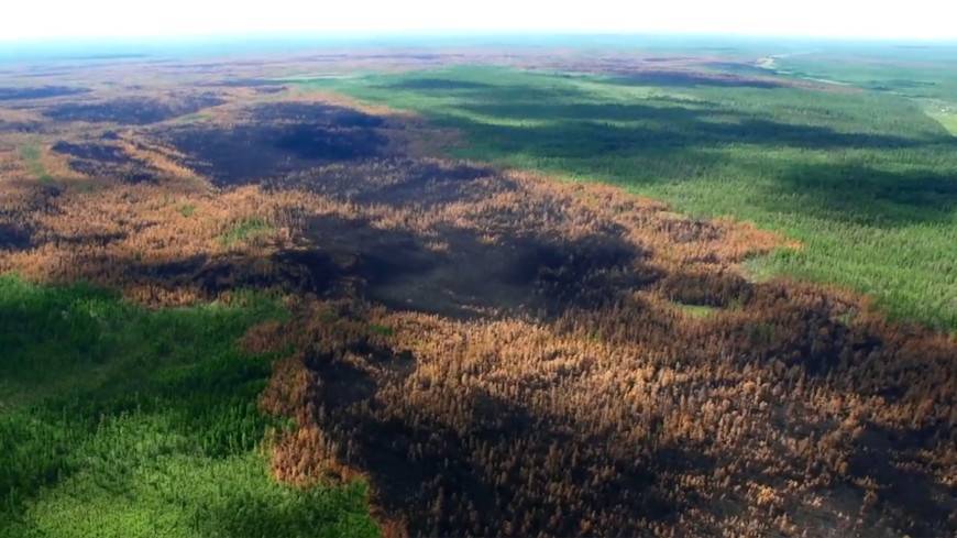 На восстановление сгоревших сибирских лесов уйдет 100 лет