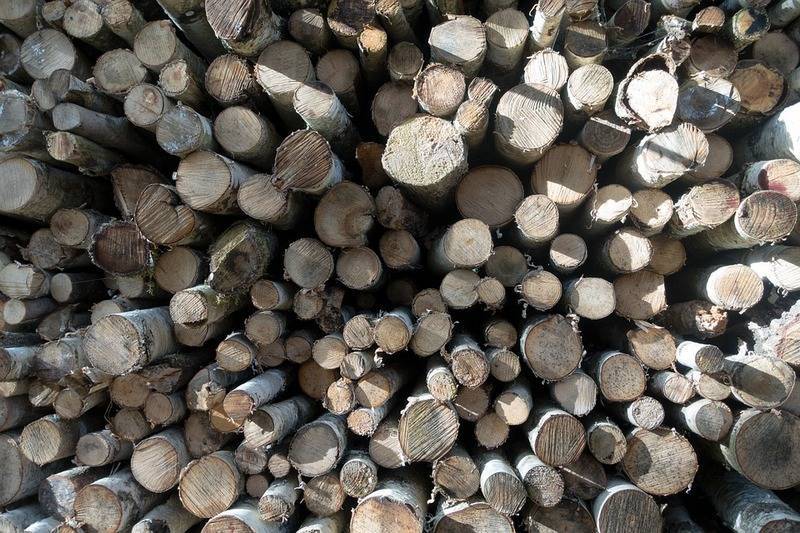 Зауралец незаконно вырубил больше ста берёз для продажи древесины