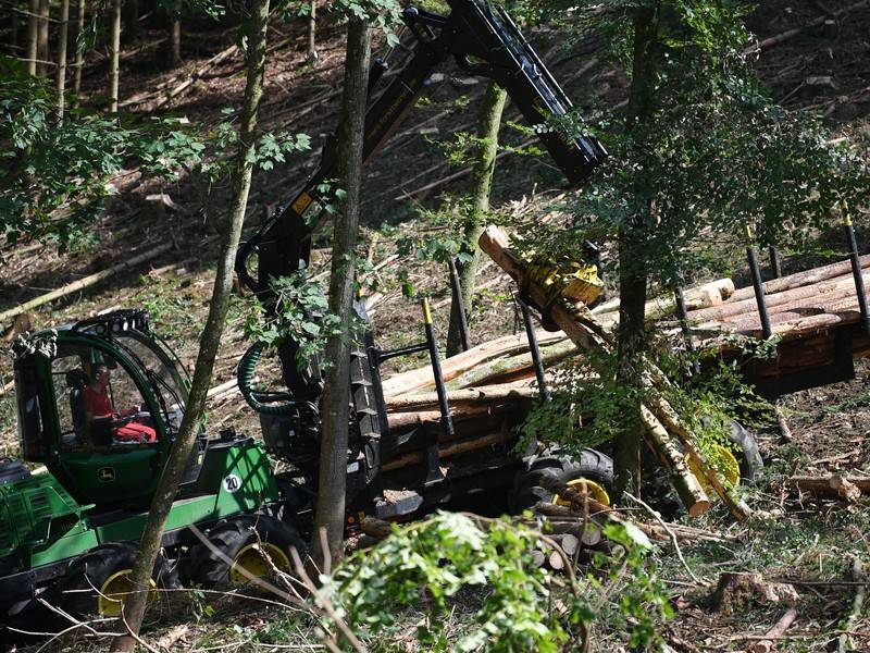 Медведев поручил конфисковывать технику за незаконную рубку леса