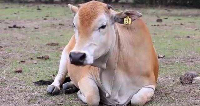 На Московии огромное количество поголовья скота инфицировано лейкозом