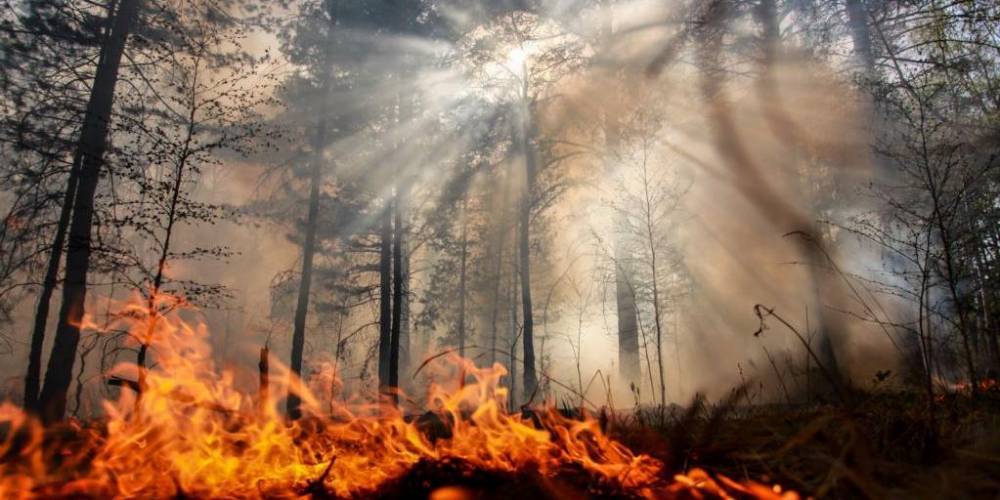 Сгоревшие в Сибири леса будут восстанавливаться до 100 лет