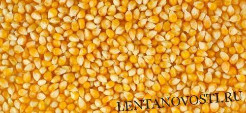 В Испании ожидают рекордный за 20 лет урожай кукурузы