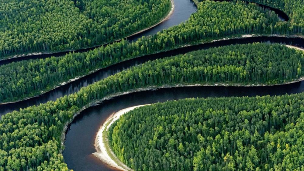 "Чёрных лесорубов" оставят без орудий преступлений: Леса Сибири правительство защитит конфискациями