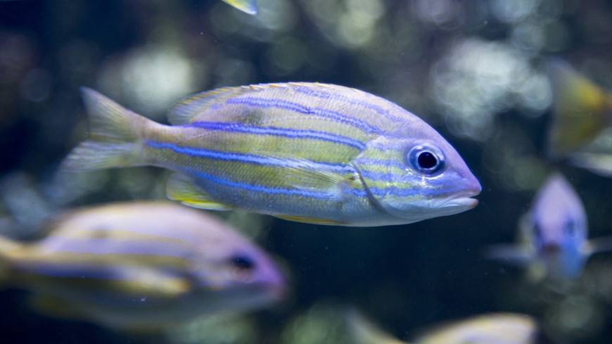 Интенсивный вылов заставил рыб эволюционировать быстрее