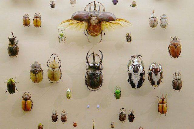 В России зафиксировали рост чужеродных видов насекомых - СМИ