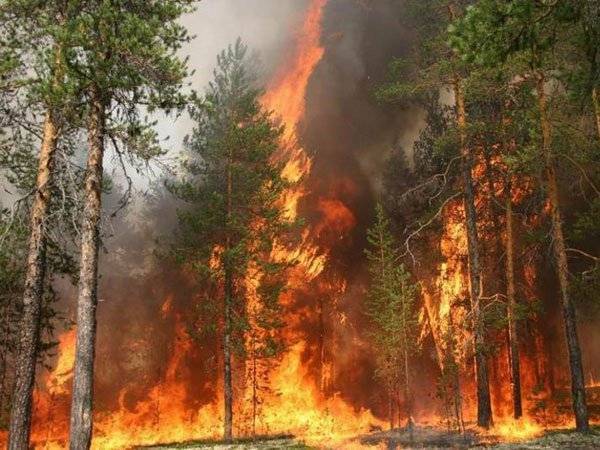 Дым от лесных пожаров окутал более 600 населенных пунктов РФ