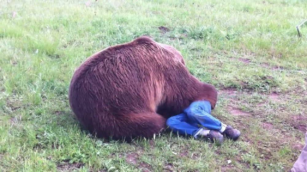 Появились подробности нападения в Смоленской области медведя на грибника