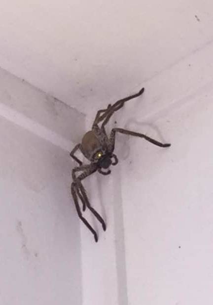 В дом к жительнице Австралии проник огромный паук-охотник