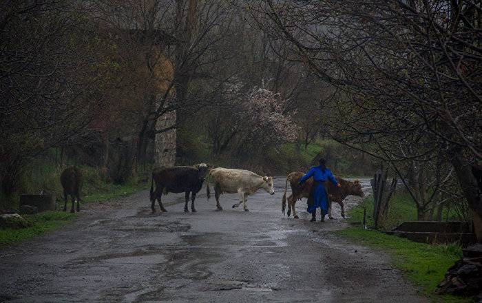 В Армении пастух отстегал коллегу хлыстом и довел до больницы