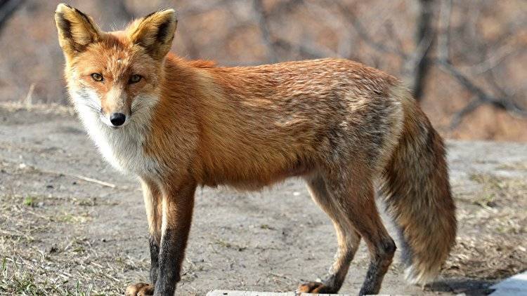 Бешеные лисы "устроили" карантин в двух крымских селах