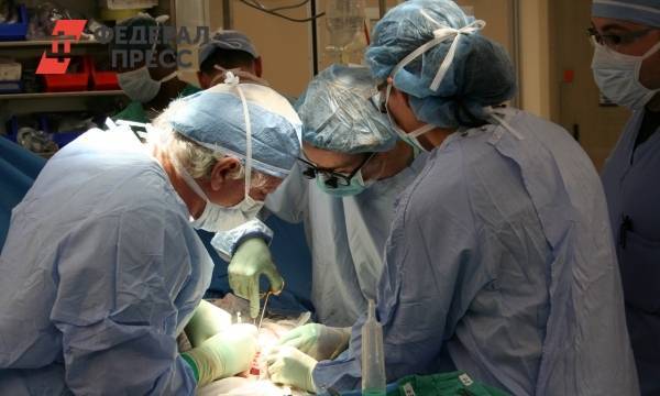 Британский хирург пересадит человеку  почку свиньи | Северная Европа | ФедералПресс