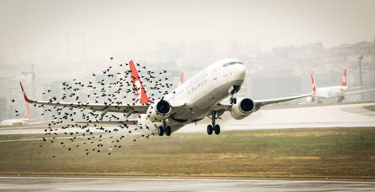 Минтранс: Полностью защитить аэропорты от птиц невозможно