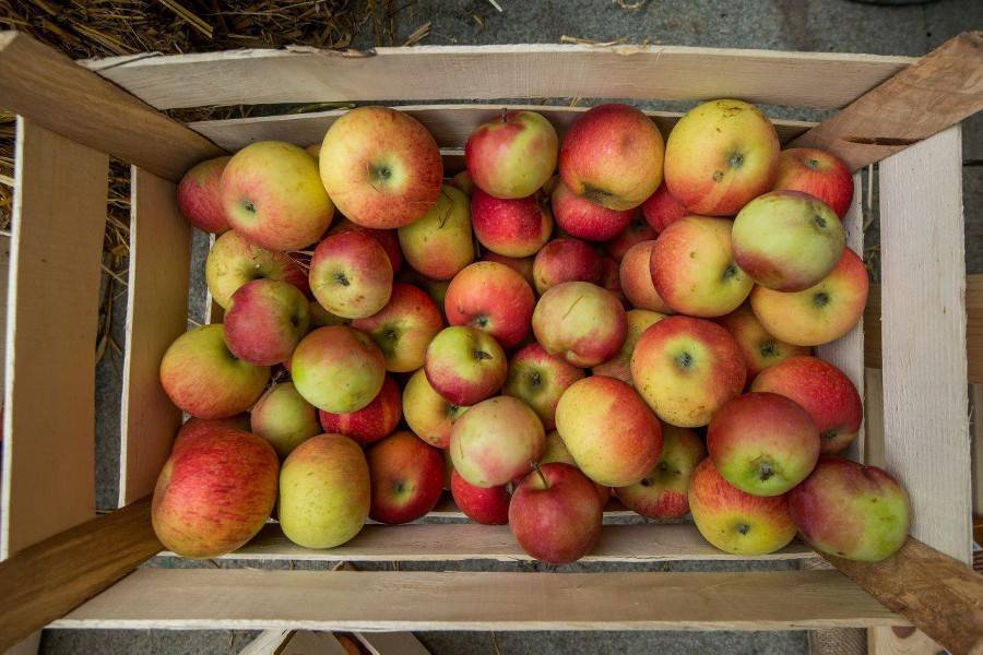 Врачи рассказали, сколько яблок можно съесть без вреда для здоровья