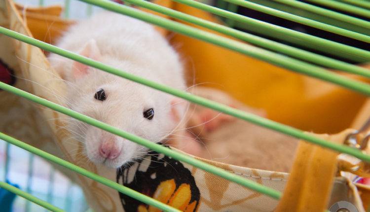 Американские ученые учат мышей распознавать фейковые видеоролики