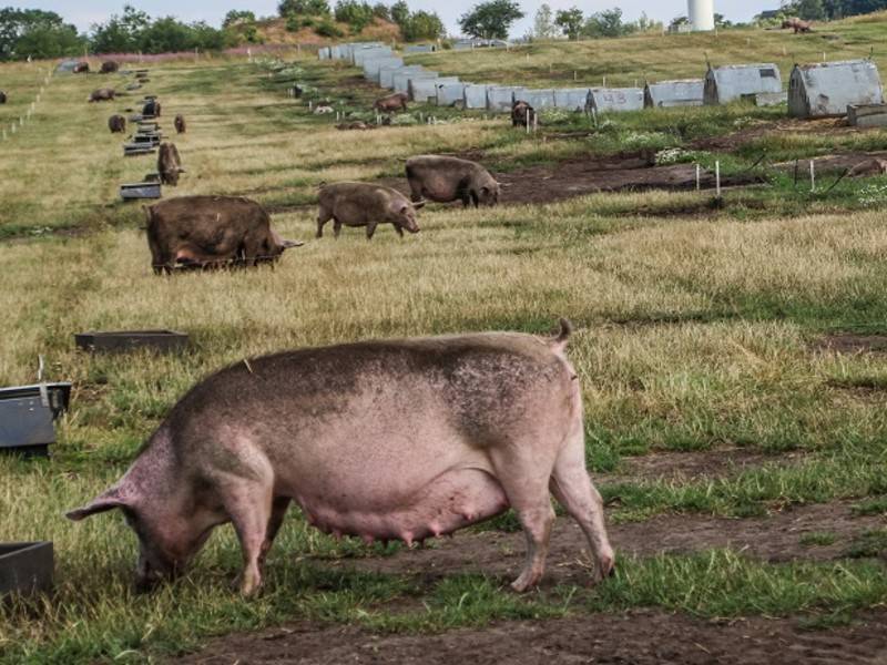 Производители сообщили о падении цен на свинину в России