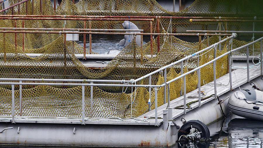 Greenpeace призвал ускорить освобождение белух из «китовой тюрьмы»