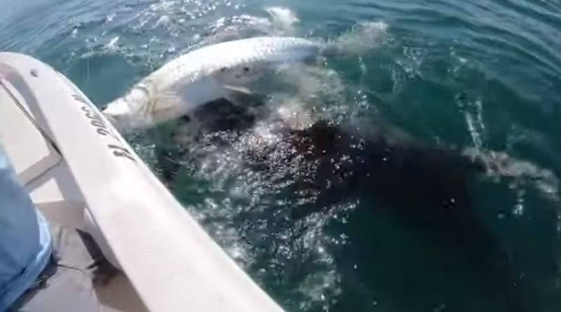 Огромная акула-молот появилась из глубин и набросилась на добычу рыбака, которую он держал в руках (видео)