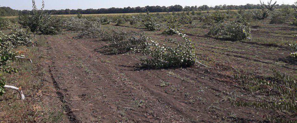 Винницкому фермеру конкуренты вырубили 5 гектаров фруктового сада