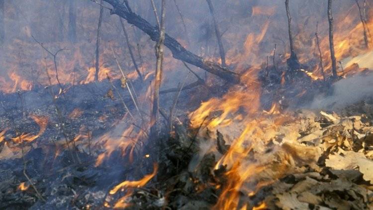 Более 200 природных пожаров потушили в России за сутки