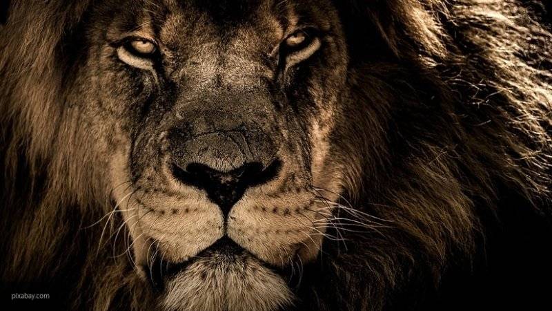Лев убил своего хозяина в сафари-парке на севере ЮАР