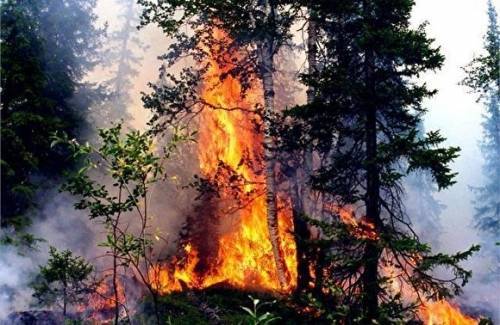 Площадь лесных пожаров в РФ за сутки выросла на 8 тыс. гектаров