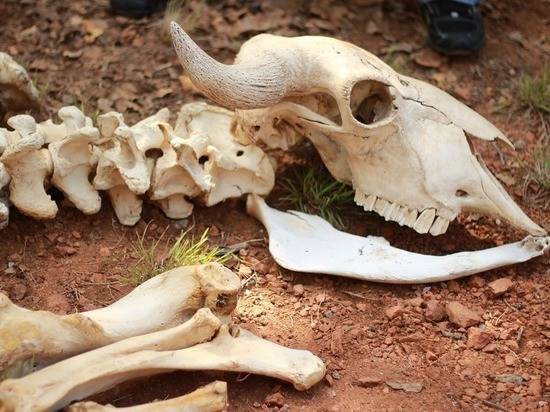 Обнаруженный под Омском могильник объявили смертельно опасным