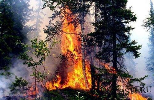 Площадь лесных пожаров в РФ за сутки выросла на восемь тысяч гектаров