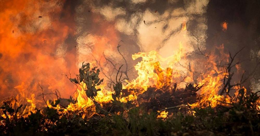 К сибирским пожарам «примкнули» леса Амазонки