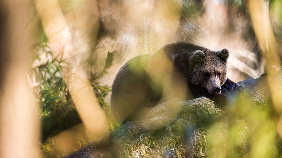 Поискам пропавшей в Нижегородской области девочки помешал медведь