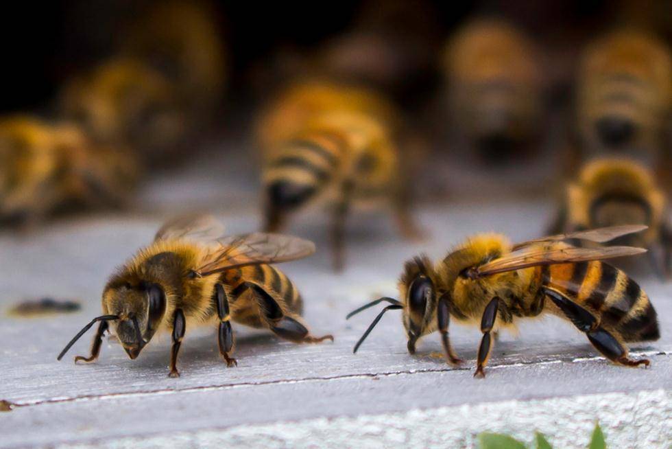 Целая семья пострадала от пчелиных укусов в Галилее