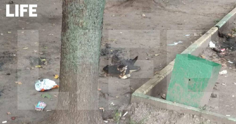 В Петербурге нашли "чёрную передержку", где до смерти замучили семь животных.