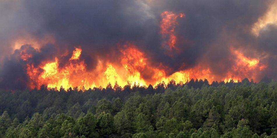 Власти оценили ущерб от лесных пожаров в России