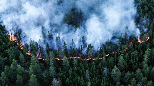 Названа сумма ущерба от лесных пожаров в России