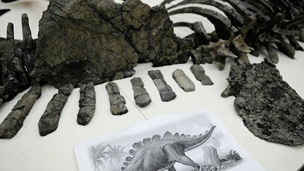 В Марокко обнаружили останки самого древнего стегозавра в мире