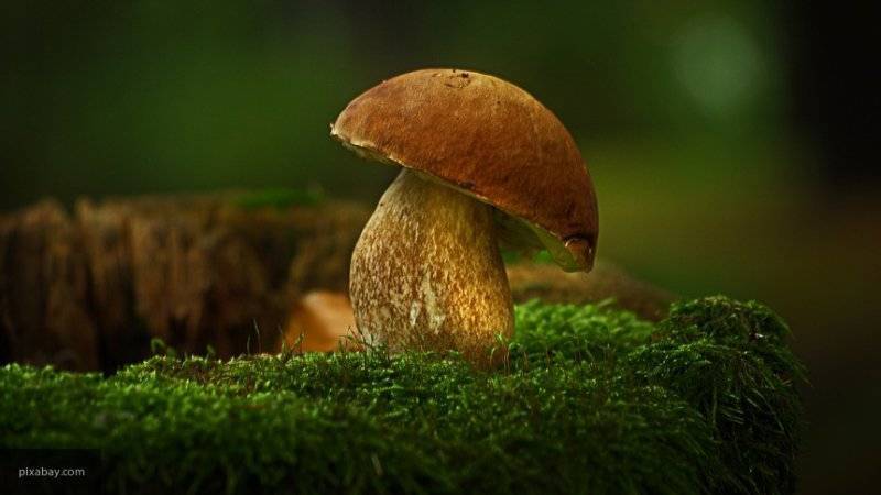Диетологи рассказали, как правильно есть грибы