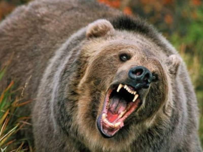 Медведь съел известного французского композитора в Канаде