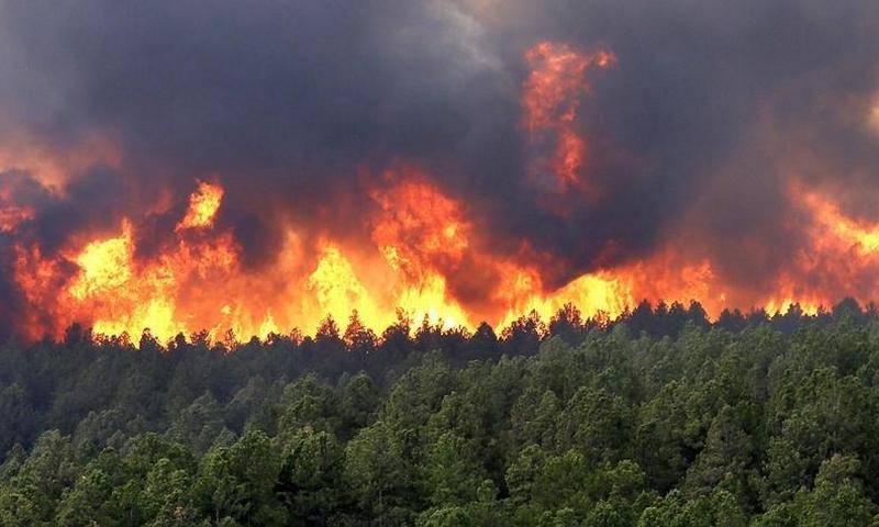 Власти оценили ущерб от лесных пожаров в России