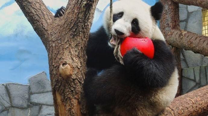 В Московском зоопарке покажут фильм о китайских пандах