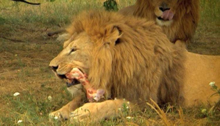 Лев растерзал своего хозяина в сафари-парке на севере ЮАР