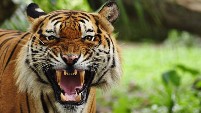 Разъяренная тигрица напала на 2-летнего мальчика из Израиля на острове в Таиланде