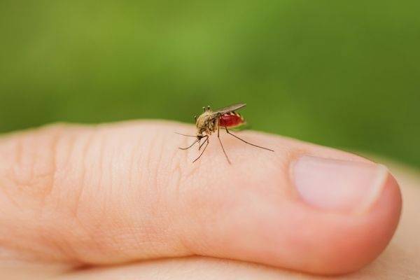 Жителей России предупредили о смертельно опасных комарах — Общество. Новости, Новости России
