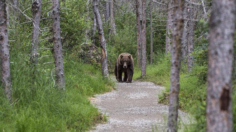Полиция прогнала из камчатского города четырех медведей