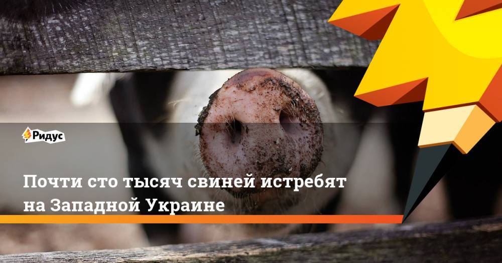 Почти сто тысяч свиней истребят на Западной Украине. Ридус