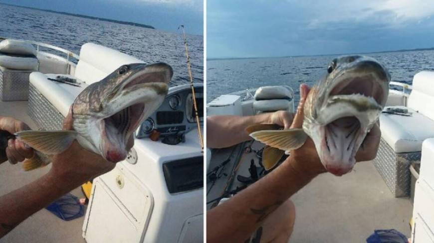 Ужасы на рыбалке: американка поймала в озере двуротую форель