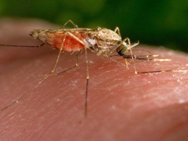 Из-за глобального потепления в Крым перебрались опасные комары из жарких стран